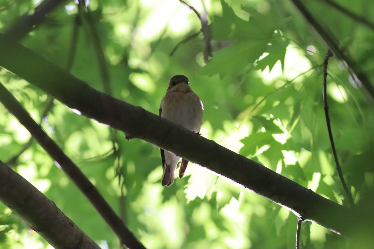 Semicollared Flycatcher - ML642107552