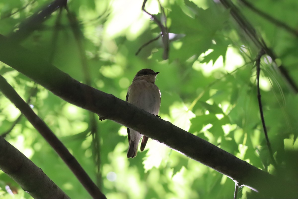 Semicollared Flycatcher - ML642107553