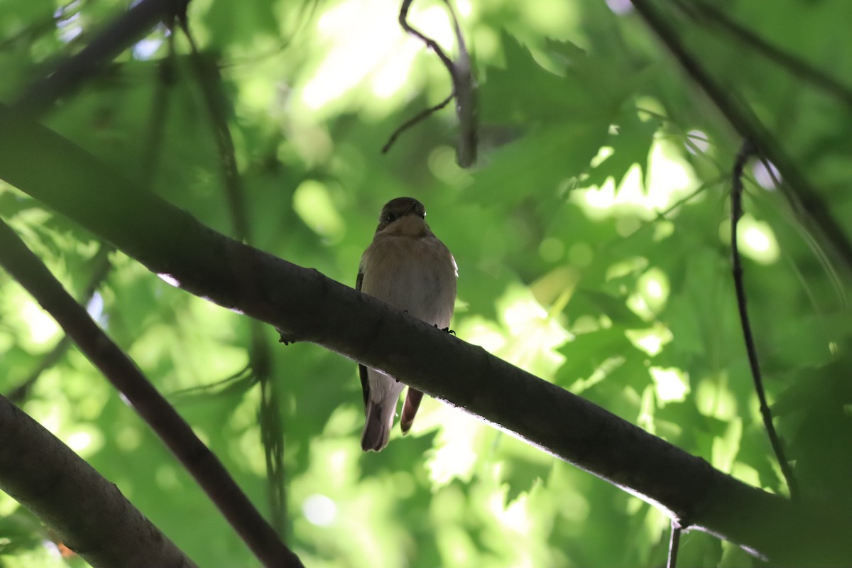 Semicollared Flycatcher - ML642107554