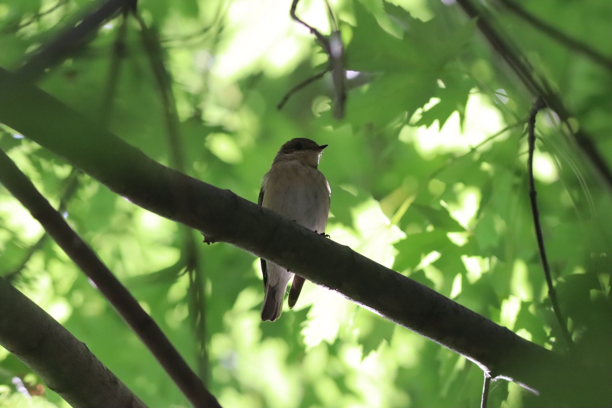 Semicollared Flycatcher - ML642107555