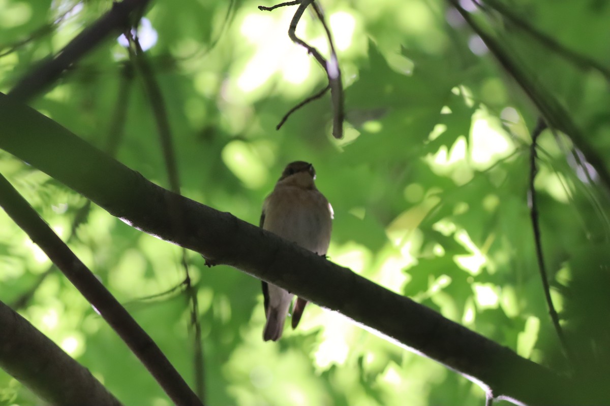 Semicollared Flycatcher - ML642107556