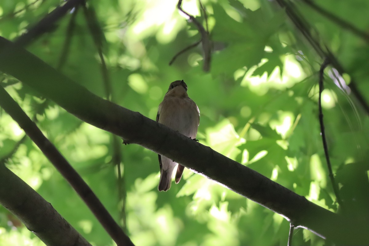 Semicollared Flycatcher - ML642107557