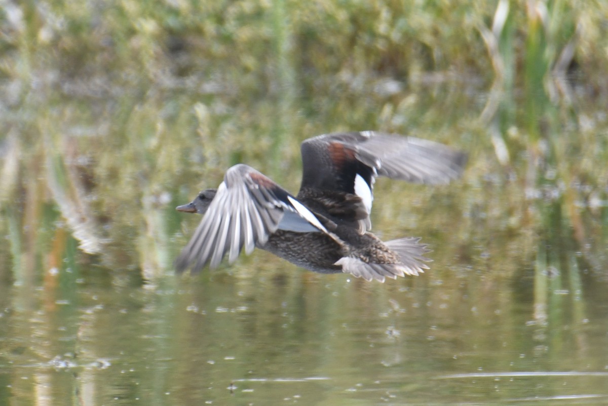 Gadwall - ML642107580