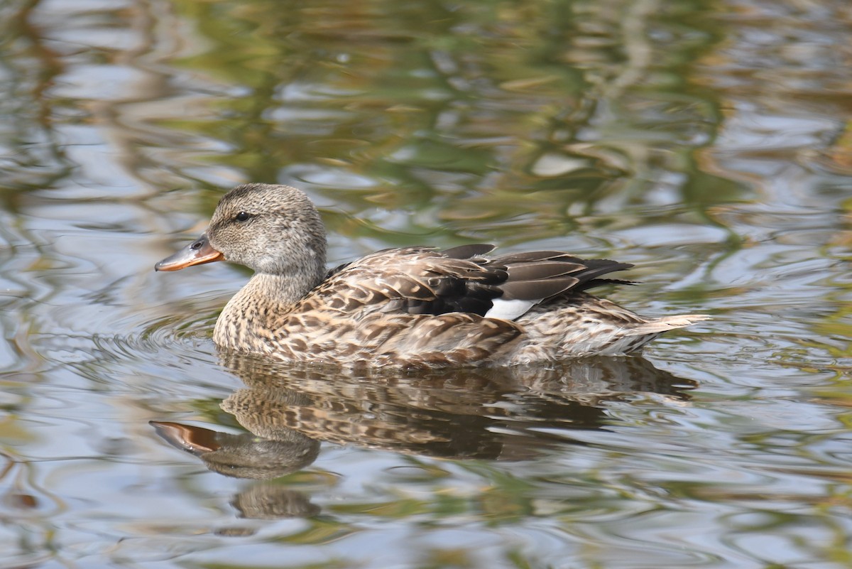 Gadwall - ML642107582