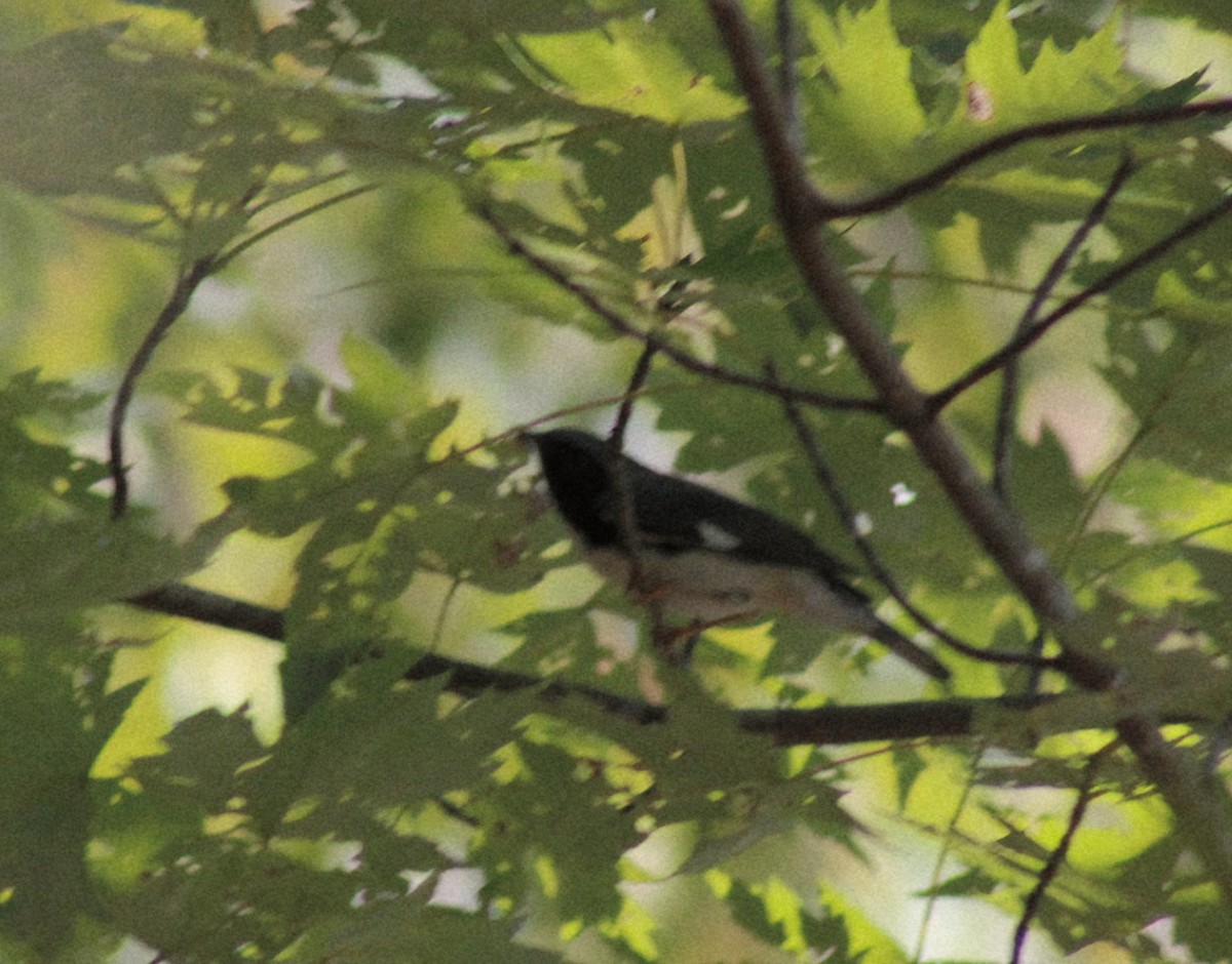 Black-throated Blue Warbler - ML642107609