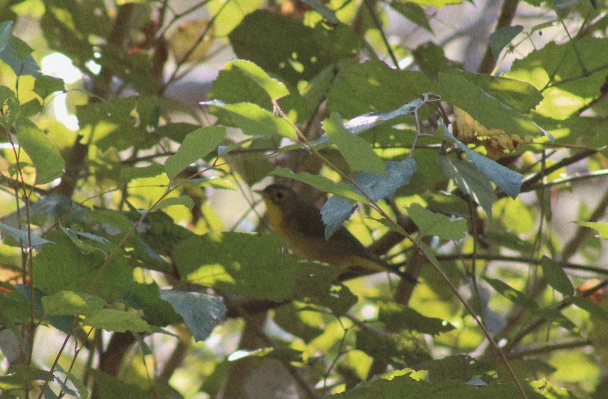Common Yellowthroat - ML642107610