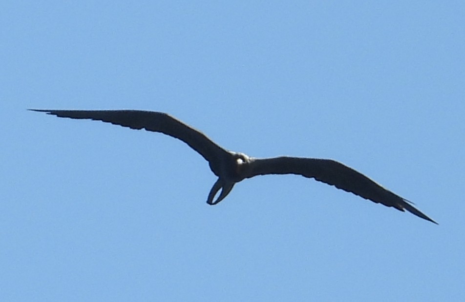 Magnificent Frigatebird - ML642107620