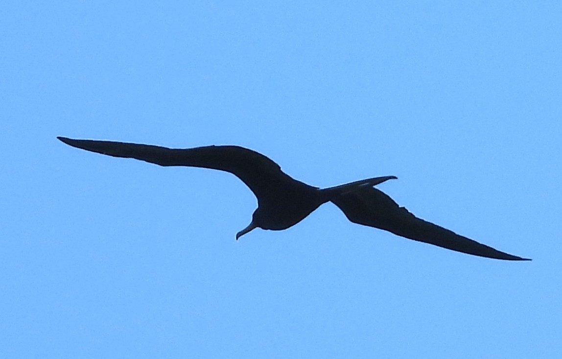 Magnificent Frigatebird - ML642107621
