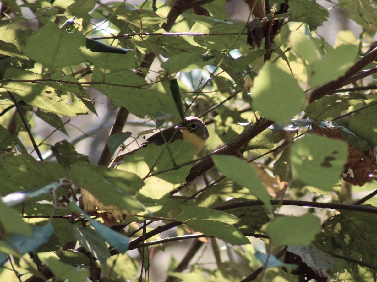 Common Yellowthroat - ML642107639