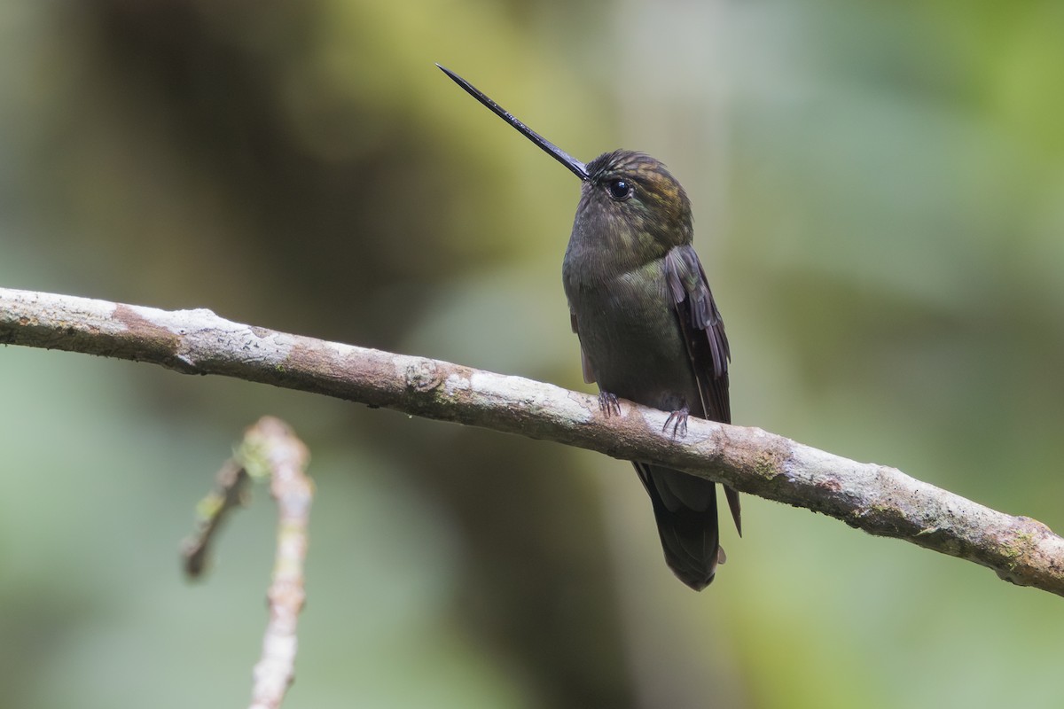 Green-fronted Lancebill - ML642107641