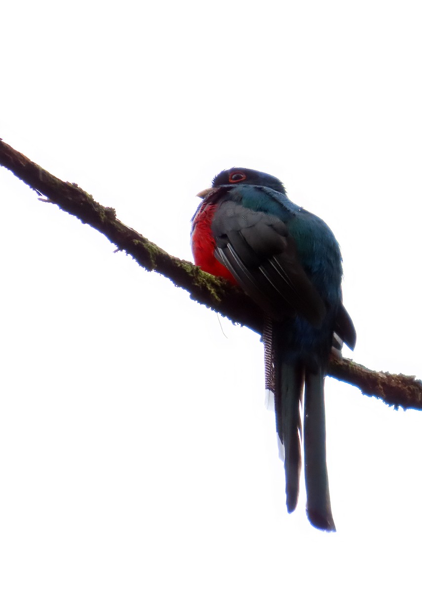 Trogon masqué - ML642107649