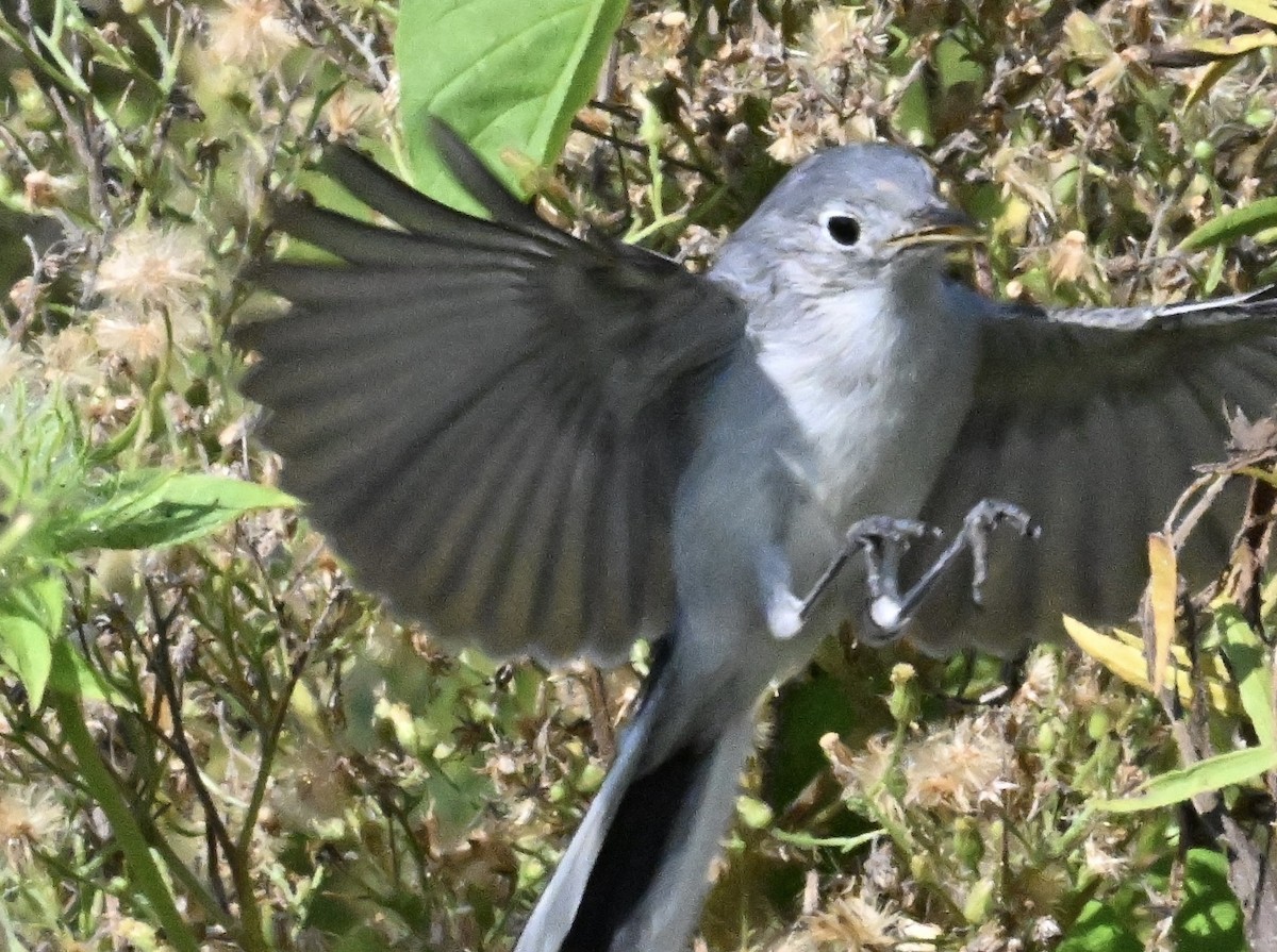 Blue-gray Gnatcatcher - ML642107663