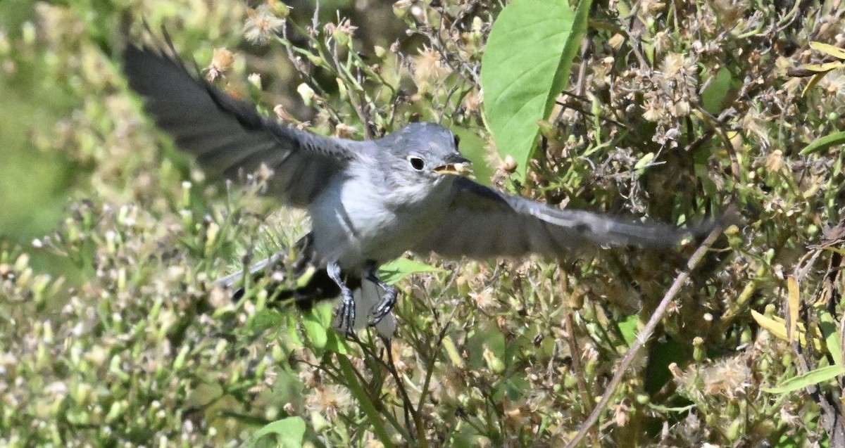 Blue-gray Gnatcatcher - ML642107673