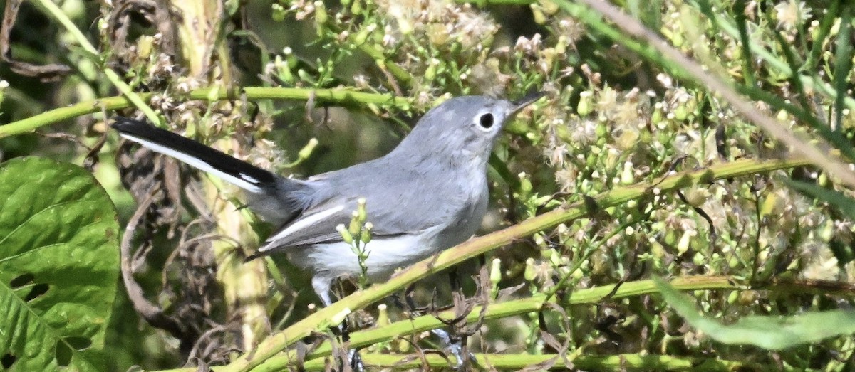 Blue-gray Gnatcatcher - ML642107675