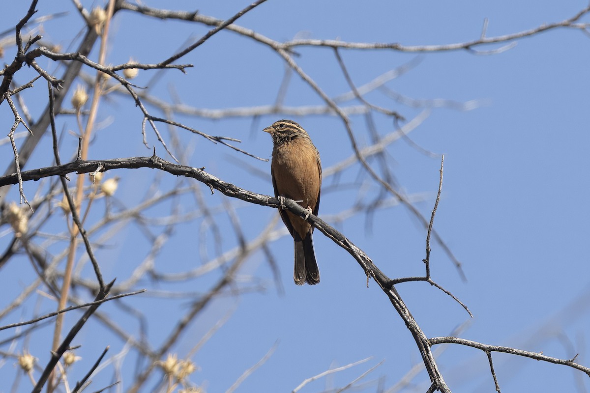 Cinnamon-breasted Bunting - ML642107689
