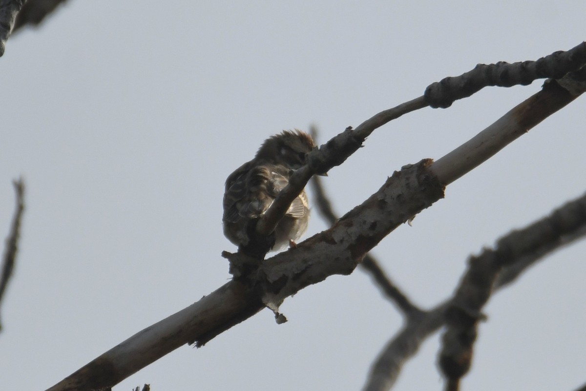 Lark Sparrow - ML642107693