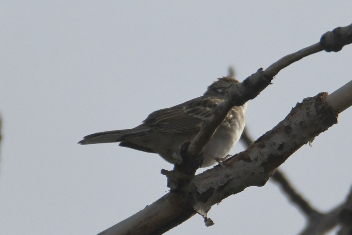 Lark Sparrow - ML642107694