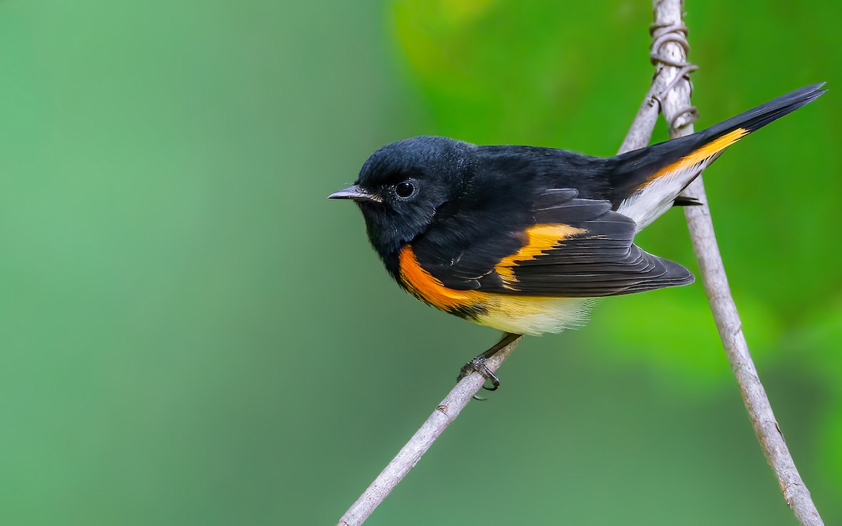 American Redstart - ML642107730