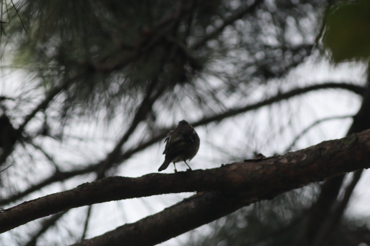 Common Chaffinch - ML642107754