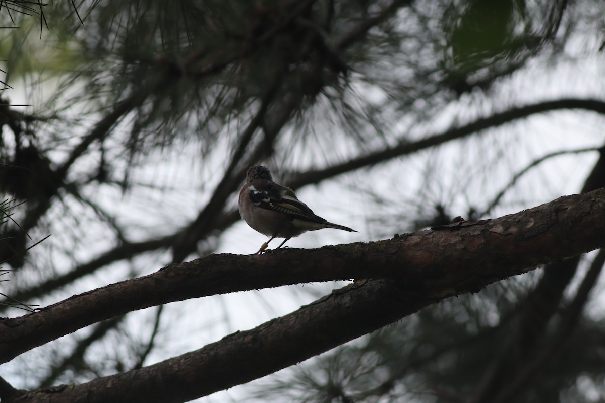 Common Chaffinch - ML642107755