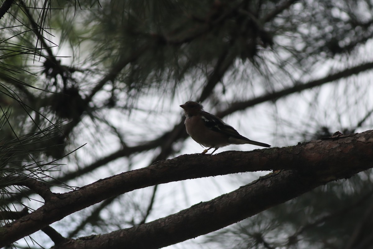 Common Chaffinch - ML642107756