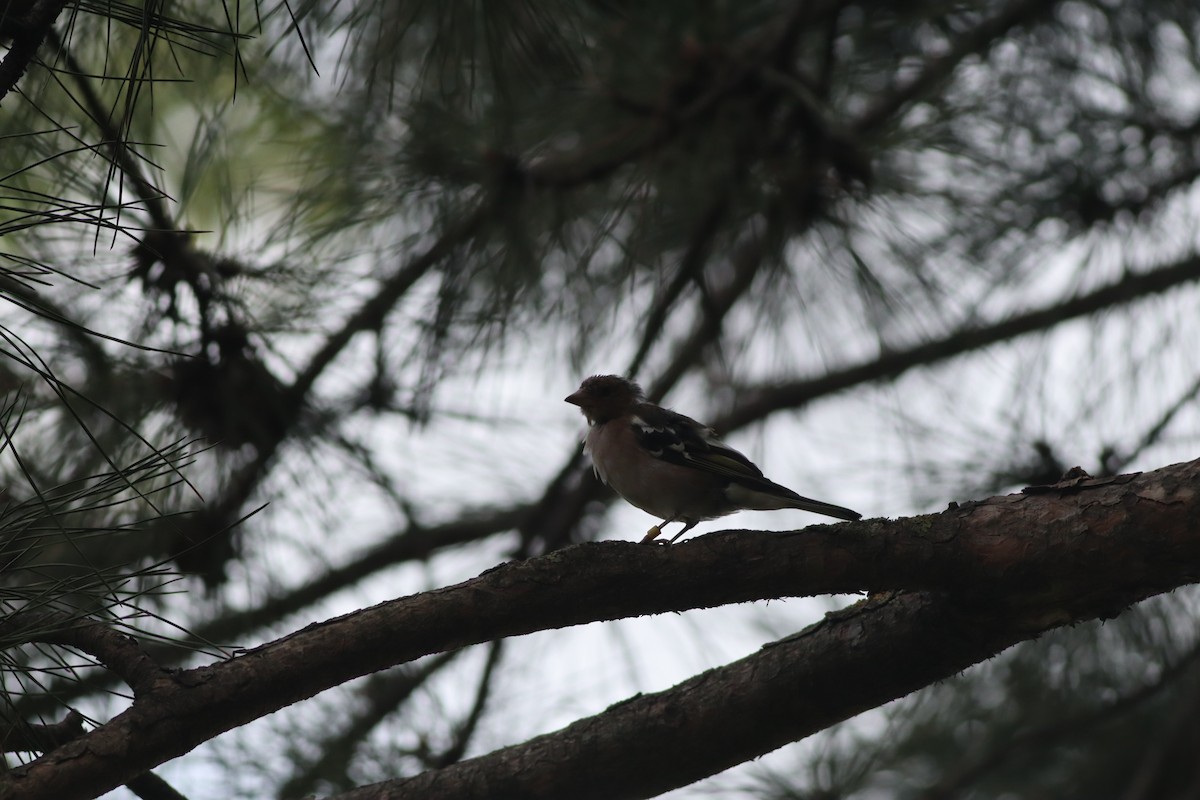 Common Chaffinch - ML642107757