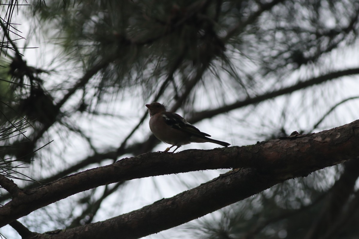 Common Chaffinch - ML642107758
