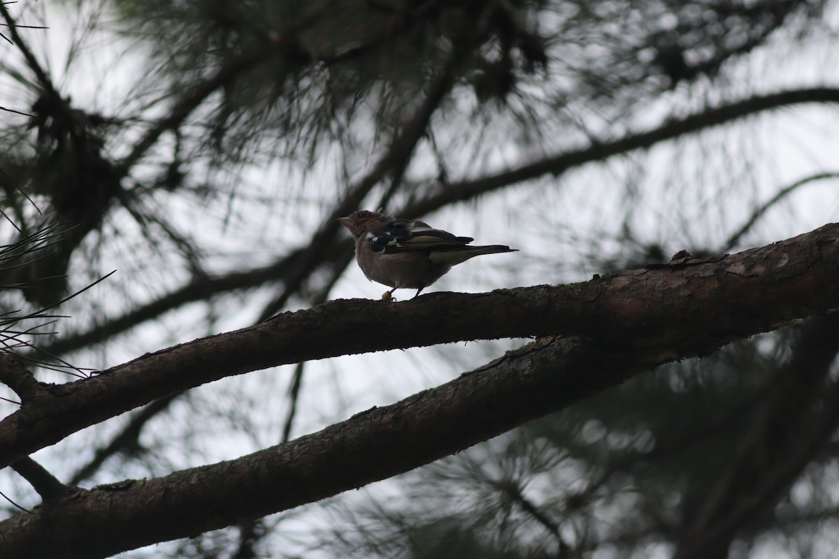 Common Chaffinch - ML642107759