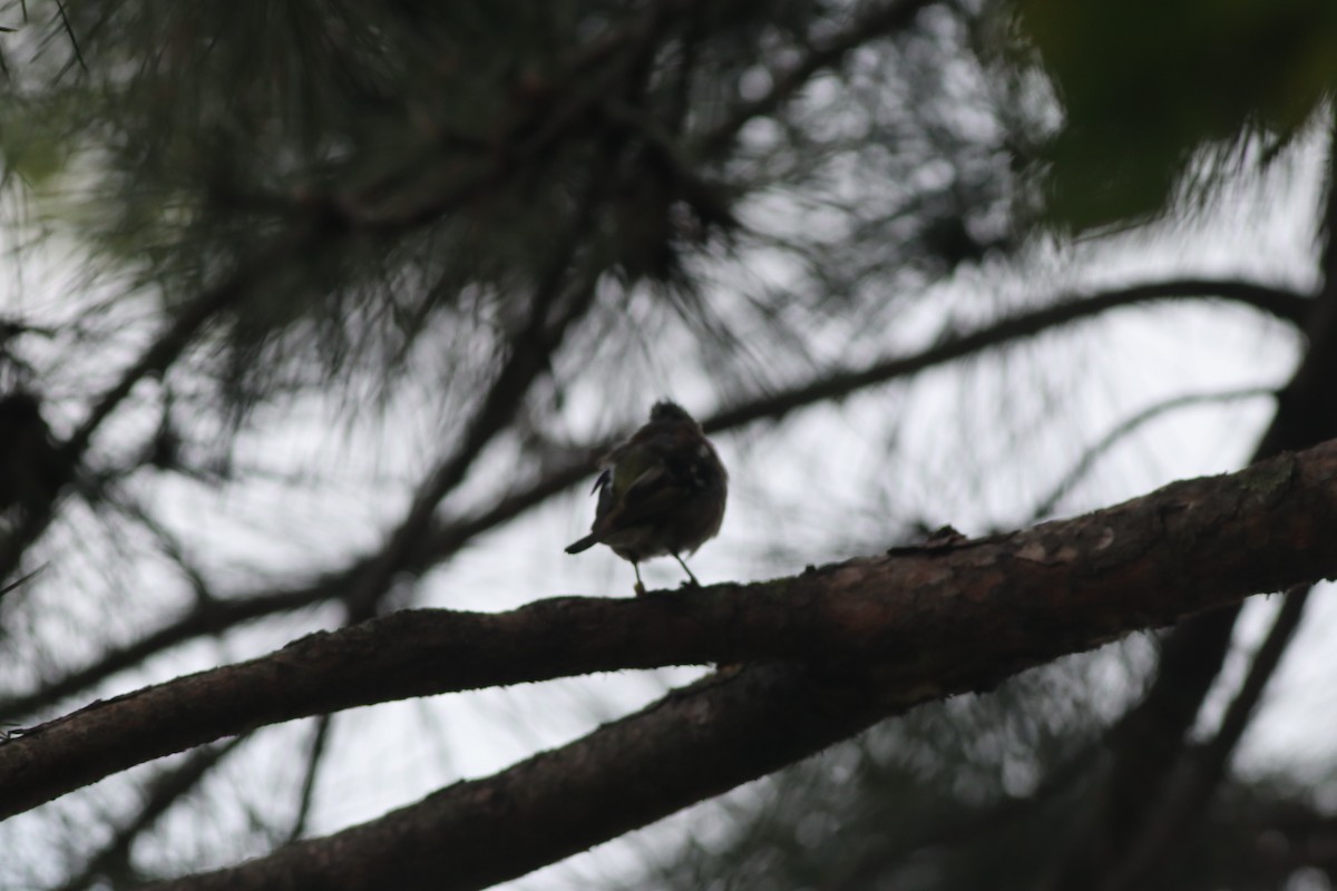 Common Chaffinch - ML642107760