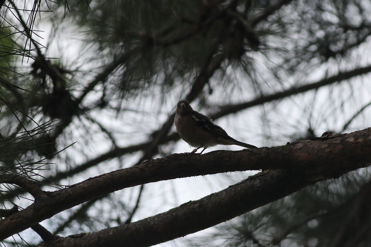 Common Chaffinch - ML642107761