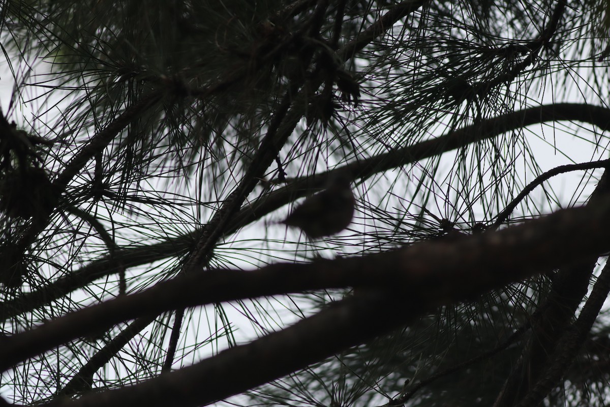 Common Chaffinch - ML642107762