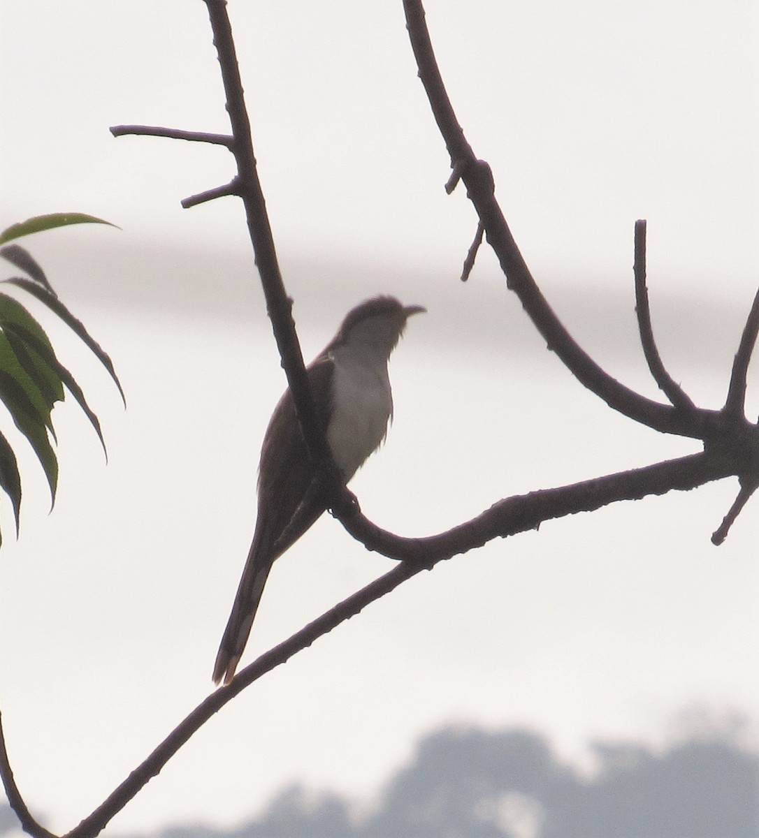 Yellow-billed Cuckoo - ML642107792
