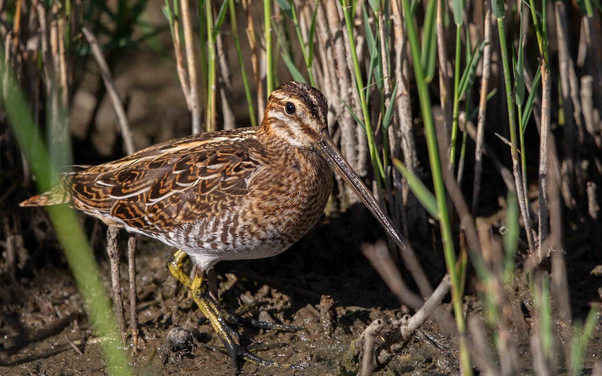 Common Snipe - ML642107807