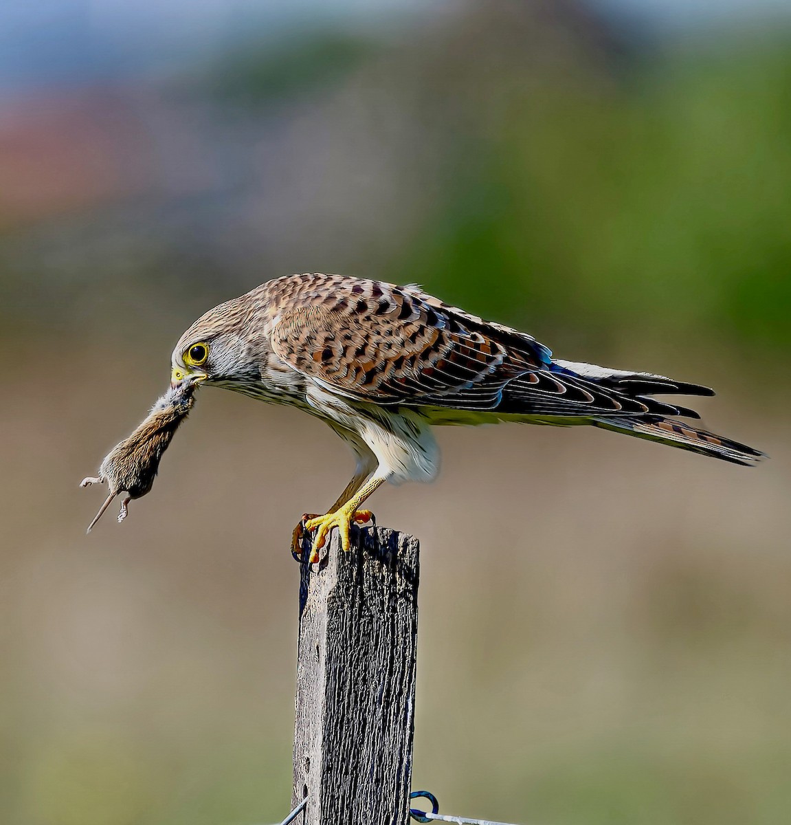 Turmfalke - ML642107817