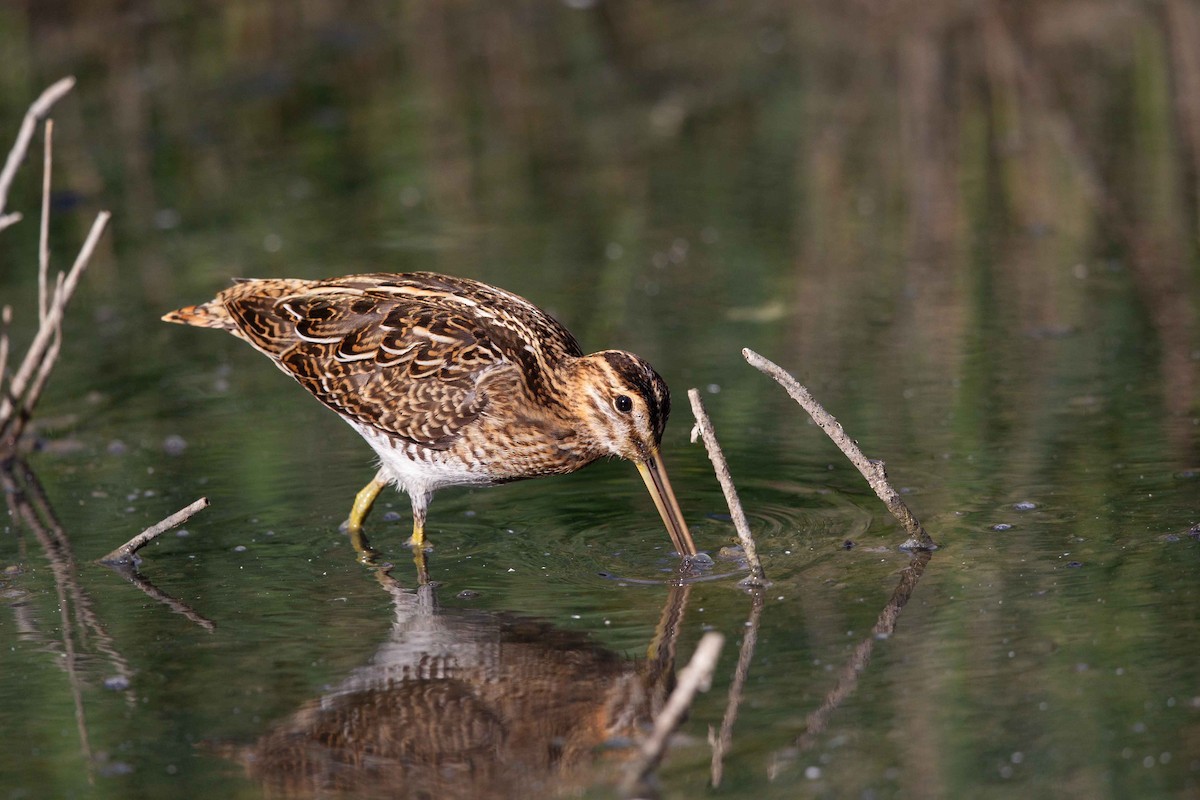 Common Snipe - ML642107840