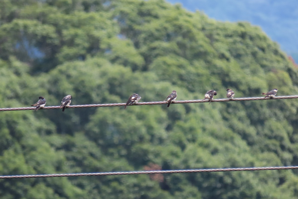 Asian House-Martin - ML642107859