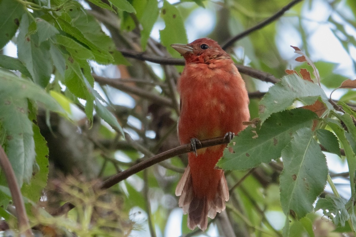 Summer Tanager - ML642107878