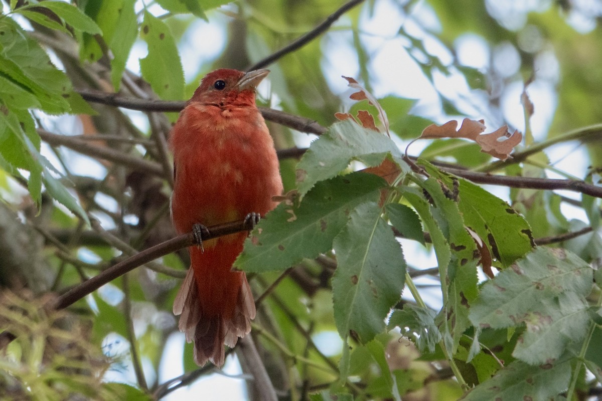 Summer Tanager - ML642107879