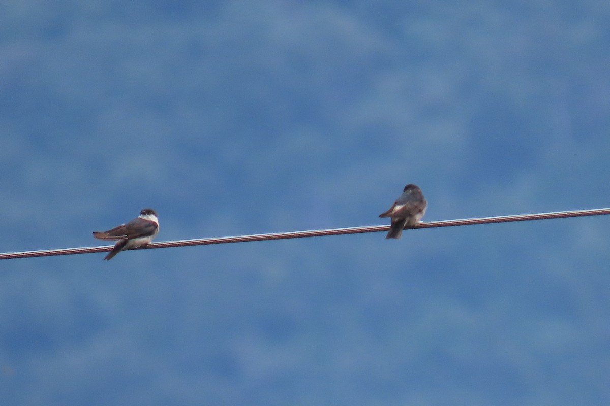 Asian House-Martin - ML642107880