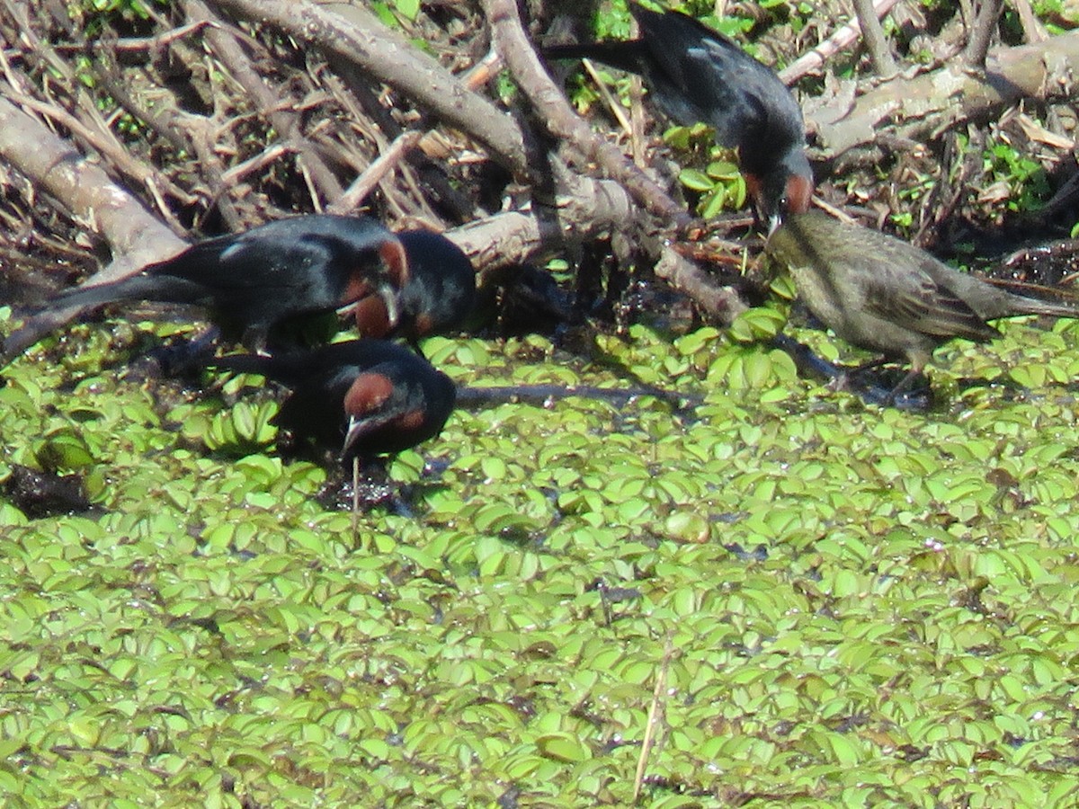 Chestnut-capped Blackbird - ML642107885