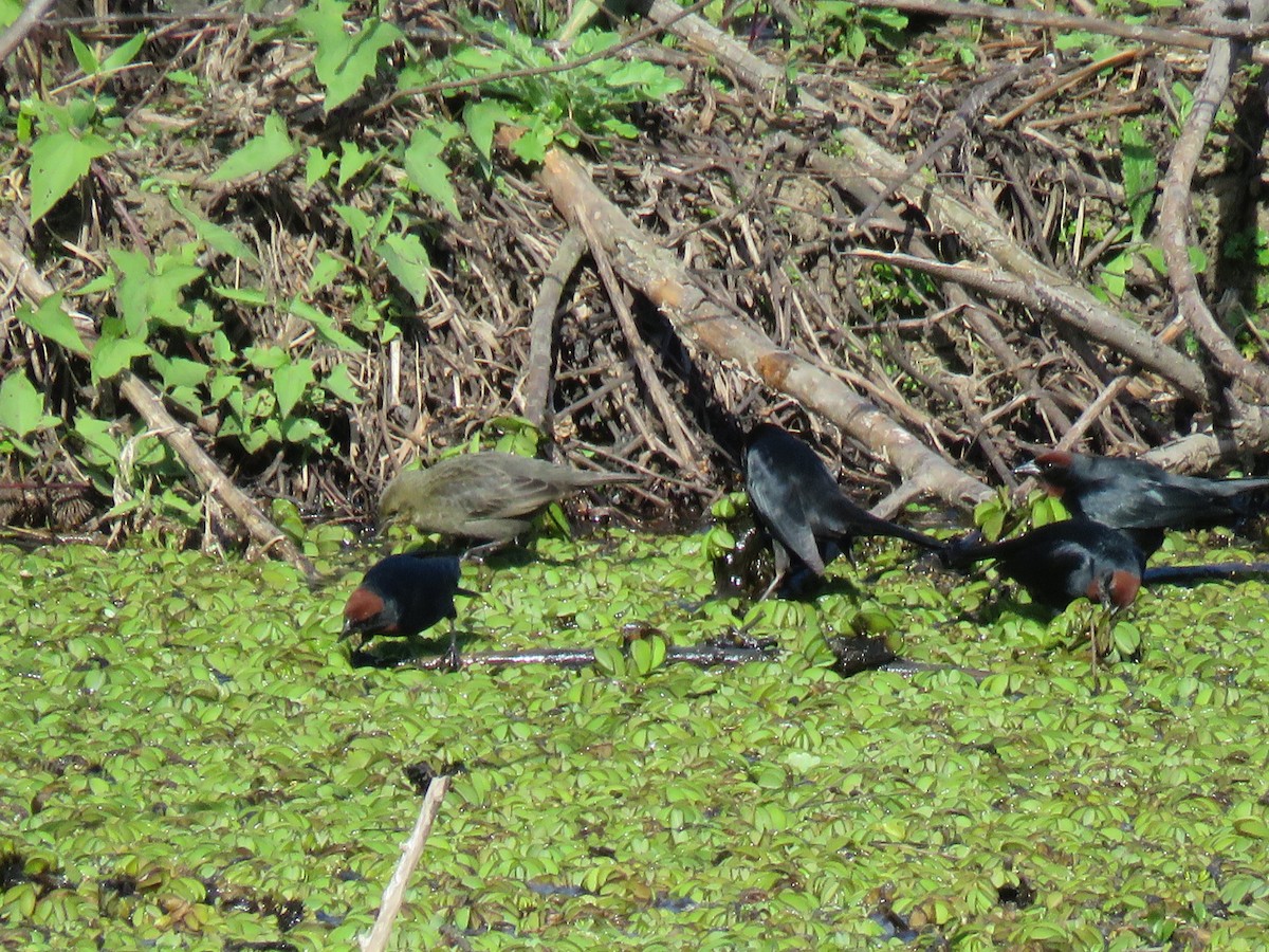 Chestnut-capped Blackbird - ML642107886