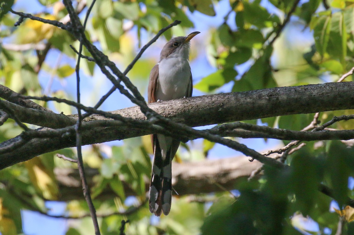 Yellow-billed Cuckoo - ML642107887