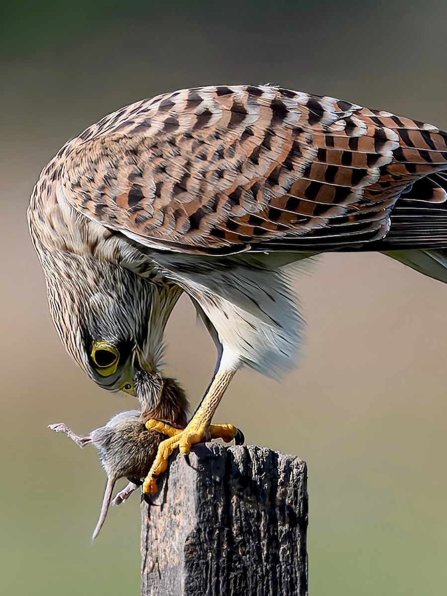 Turmfalke - ML642107891