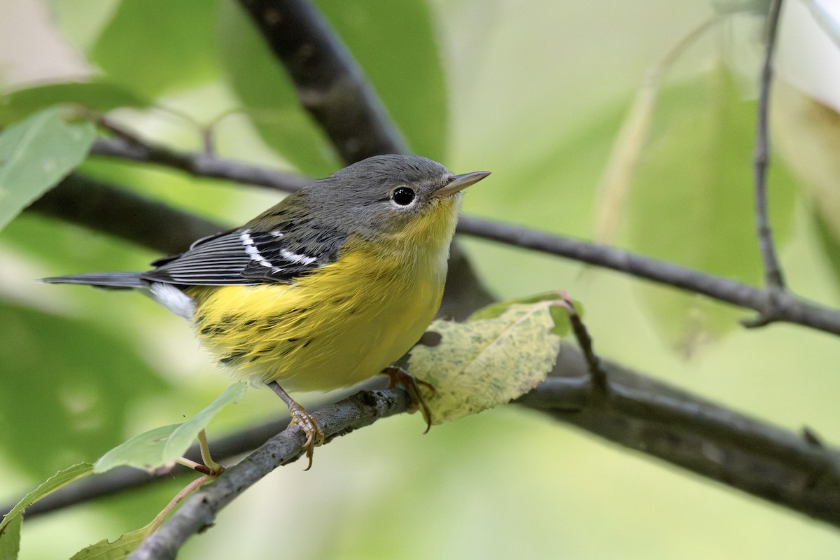 lesňáček tajgový - ML642107892