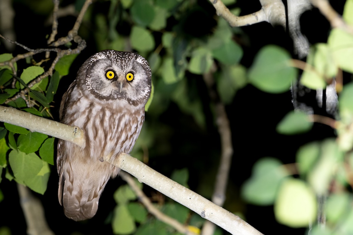Boreal Owl (Richardson's) - ML642107899
