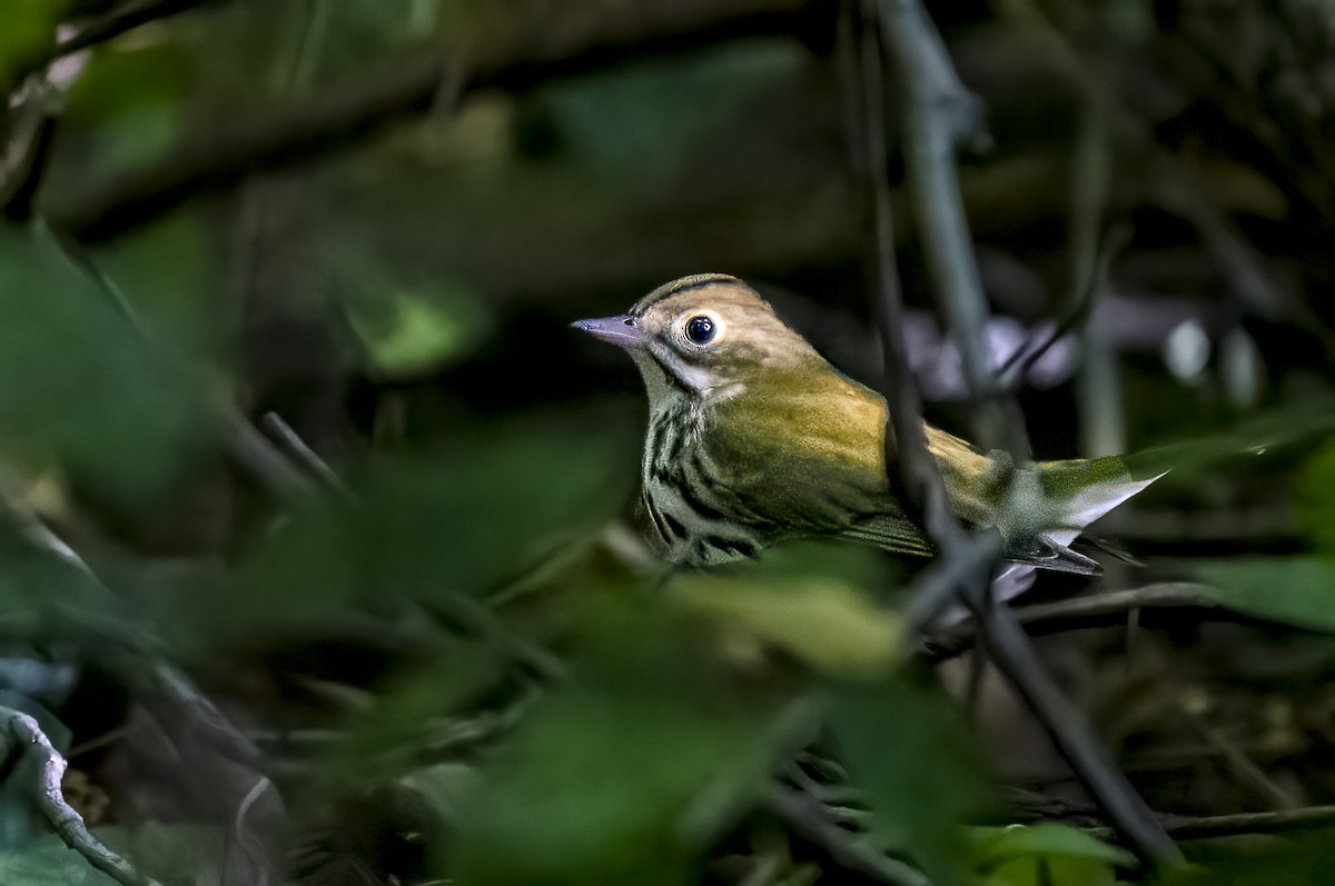 Ovenbird - ML642107932