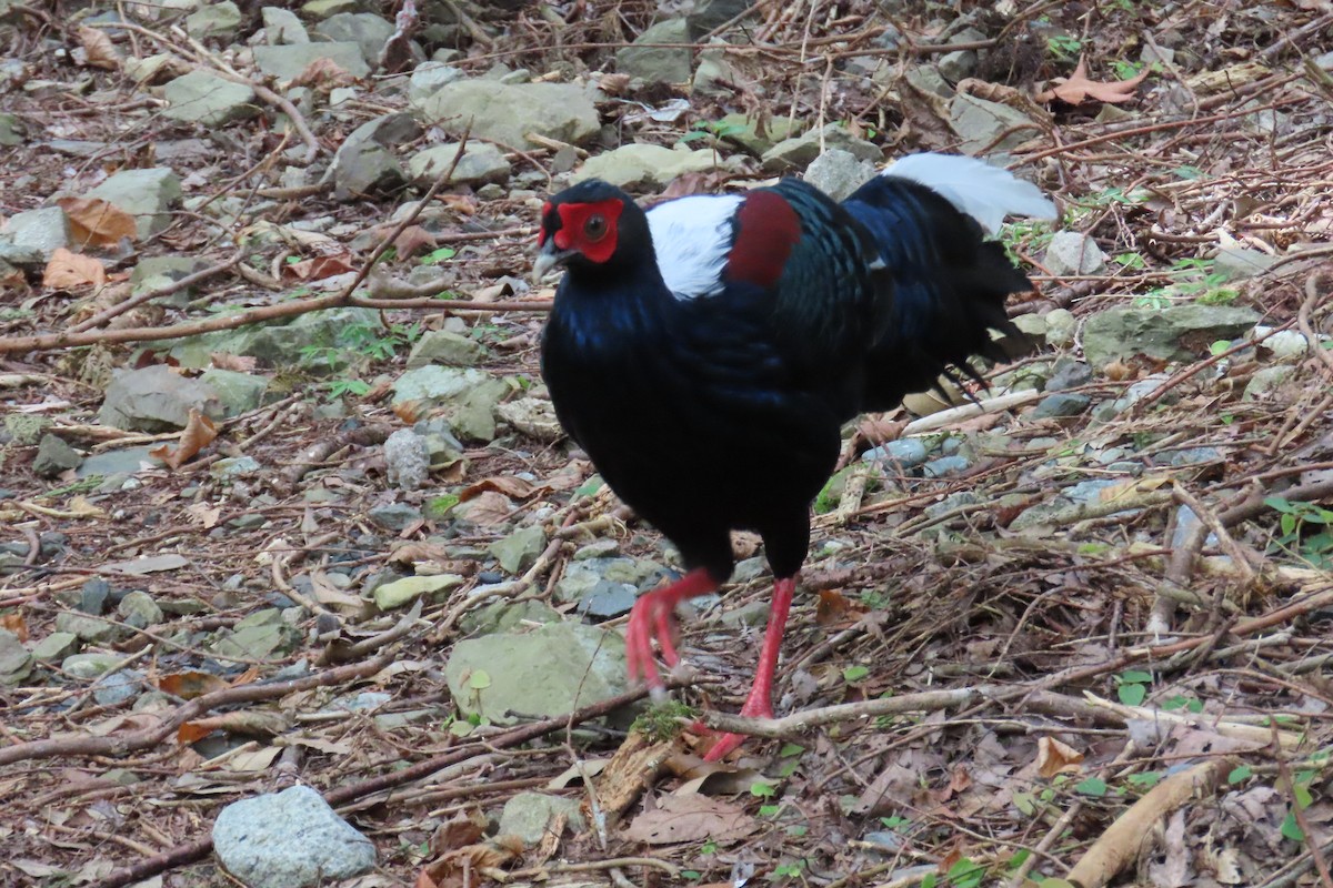 藍腹鷴 - ML642107971
