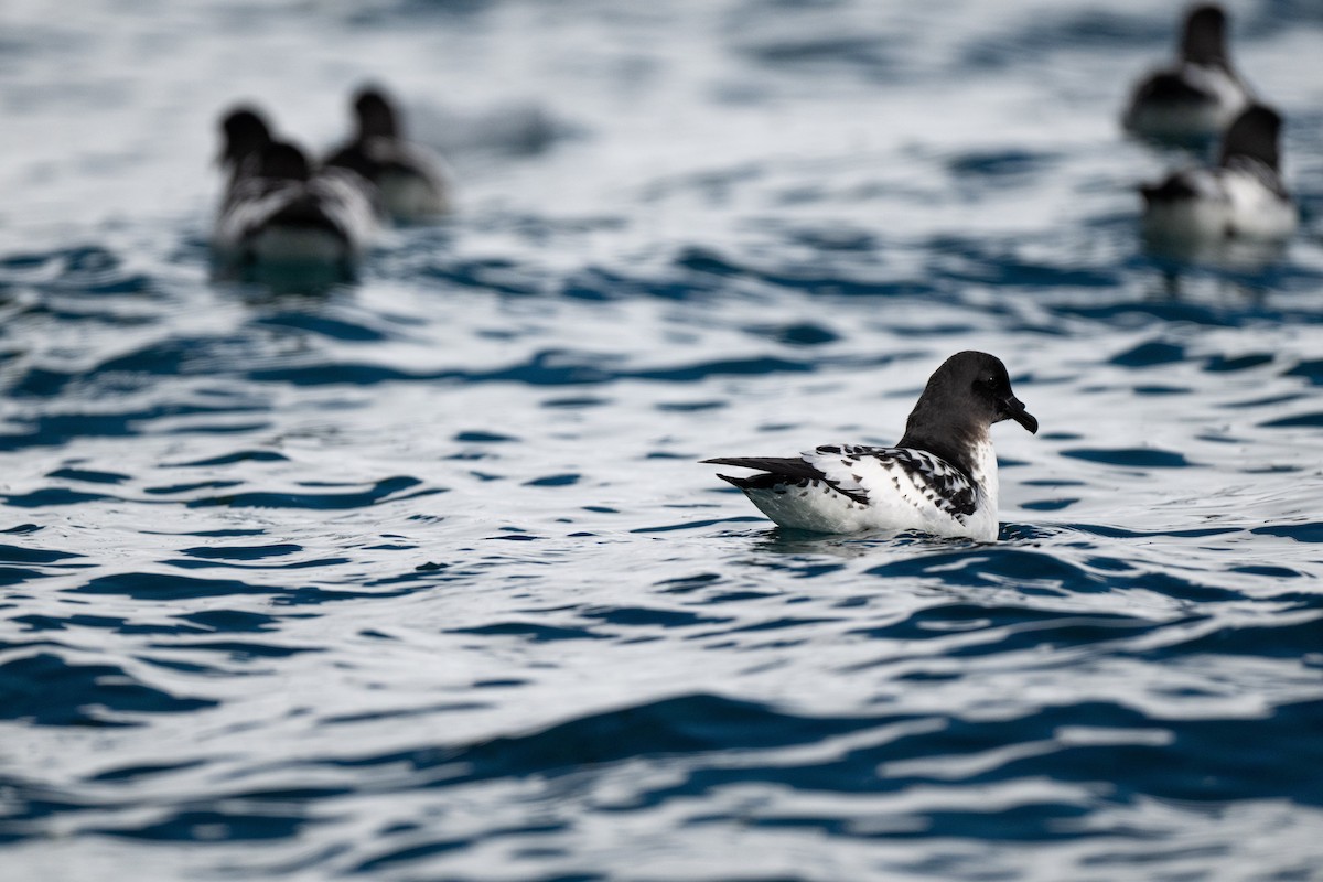 Pintado Petrel - ML642107972