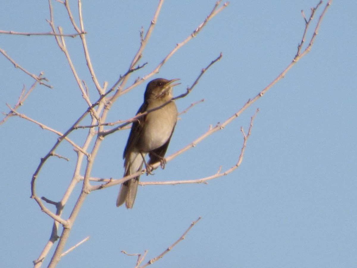 Creamy-bellied Thrush - ML642107976