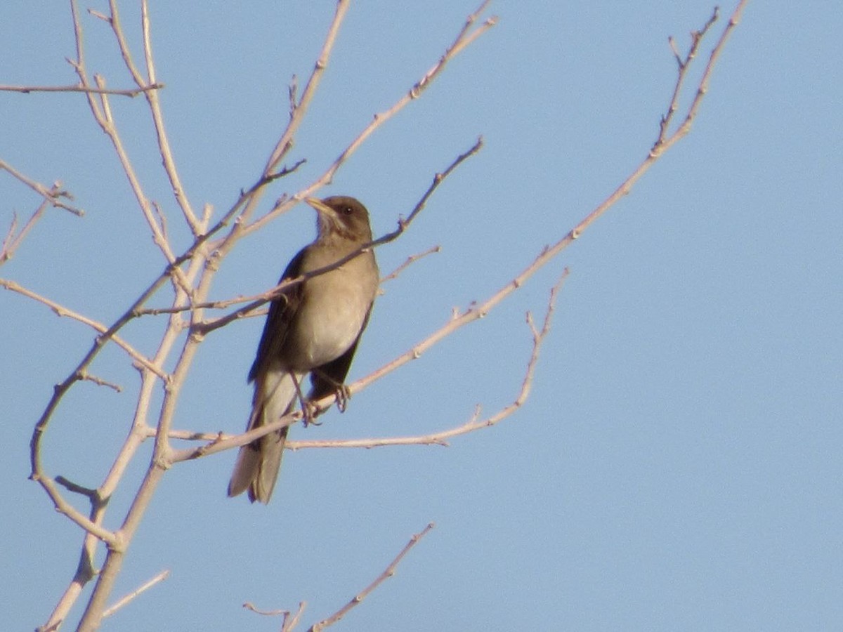 Creamy-bellied Thrush - ML642107977